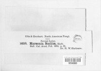 Marssonina neilliae image